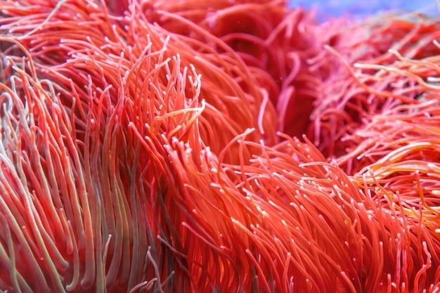 A close-up of muscle fibers under a microscope, highlighting the increase in mitochondria density after HIIT training. The image is brightly lit, with the mitochondria stained in vibrant colors to emphasize their presence.